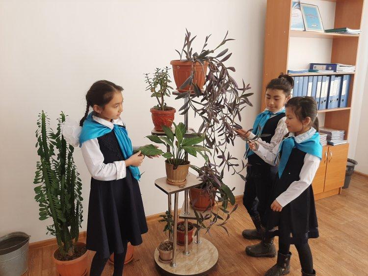 Үй гүлдеріне күтім акциясы Тәлімгер Н.М.Джолшибекова